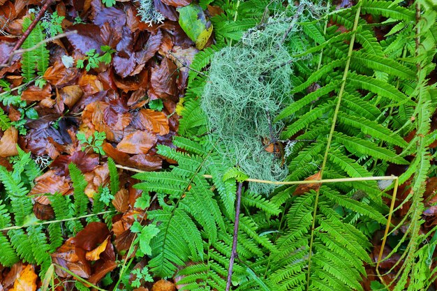 Primo piano di foglie di autunno e felci nella foresta di gamueta provincia di huesca in spagna