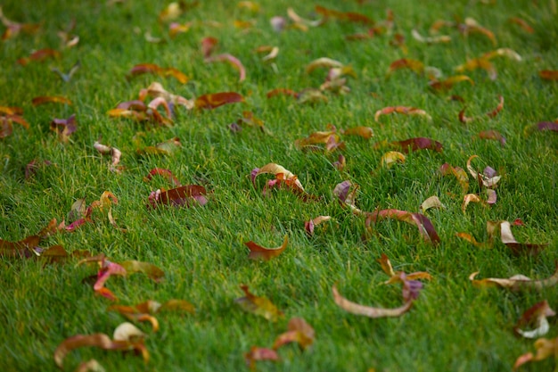 Photo closeup of the autumn leaves on the green lawn.