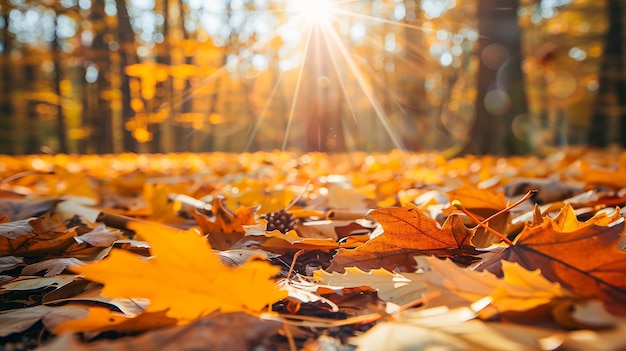 Closeup of autumn leaves on the ground in a forest daylight