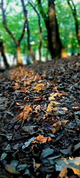 Closeup of autumn leaves