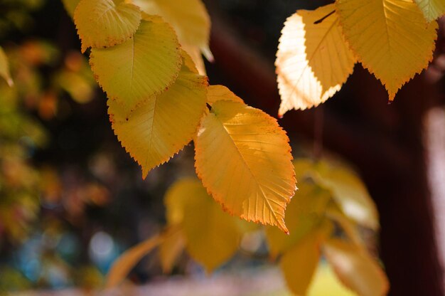 Closeup of the autumn leaves