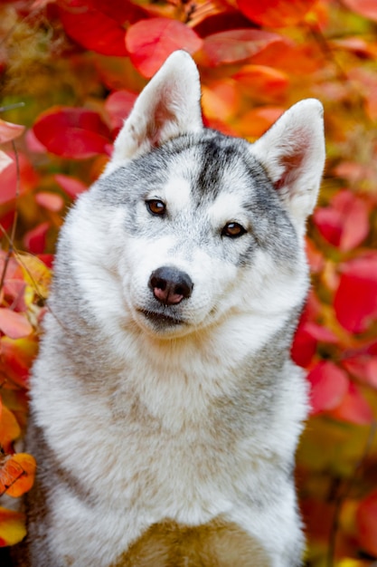 Closeup autumn portrait of Siberian husky puppy. A young grey white husky a park.