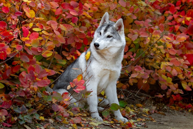 シベリアンハスキーの子犬の秋のポートレート、クローズアップ。若い灰色の白いハスキーな公園。