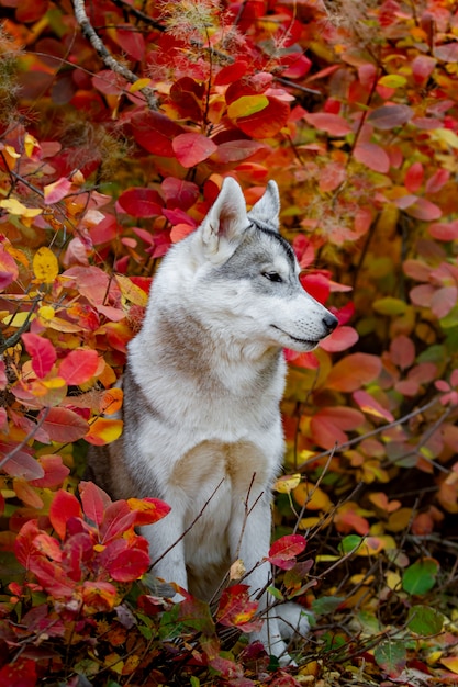시베리안 허스키 강아지의 근접 촬영 이을 초상화. 젊은 회색 흰색 허스키 공원.