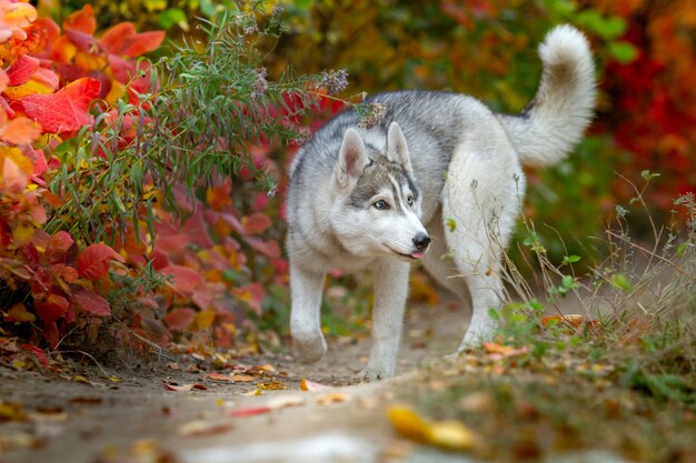 シベリアンハスキーの子犬の秋のポートレート、クローズアップ。若い灰色の白いハスキーな公園。