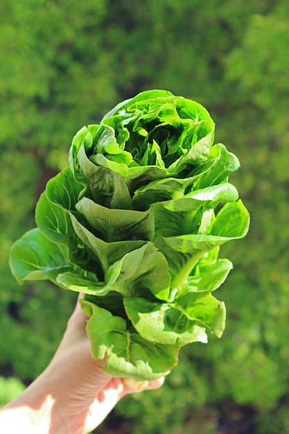 Closeup of Baby Cos Lettuce in Woman's Hand against Blurry Green Foliage