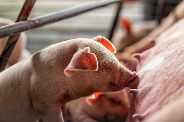 Closeup babyvarken zuigt moedervarken in varkensboerderijen, dieren- en varkensindustrie