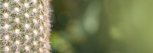 Closeup background of a cactus