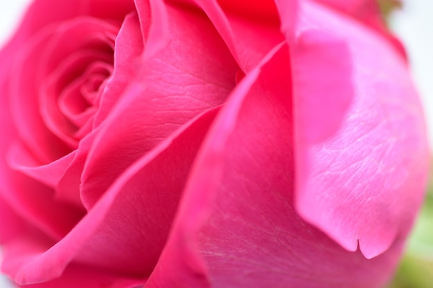 Closeup background flower pink rose