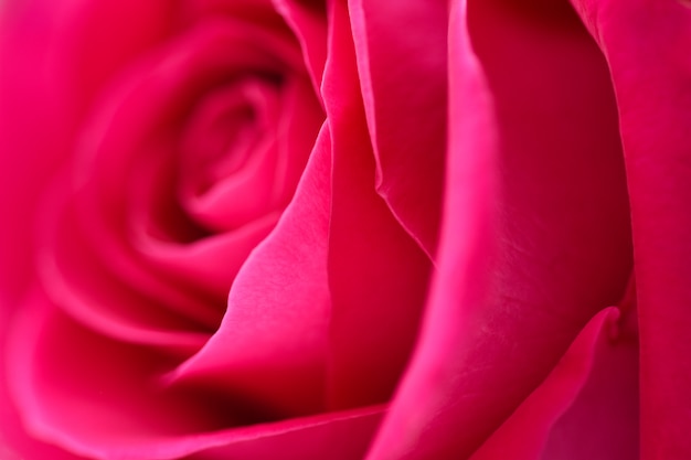 Foto rosa di rosa del fiore del fondo del primo piano