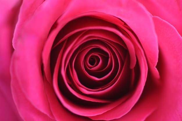 Closeup background flower pink rose