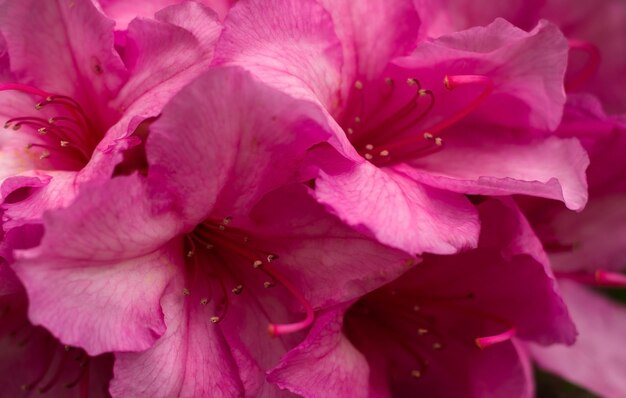 Closeup background of pink flowers