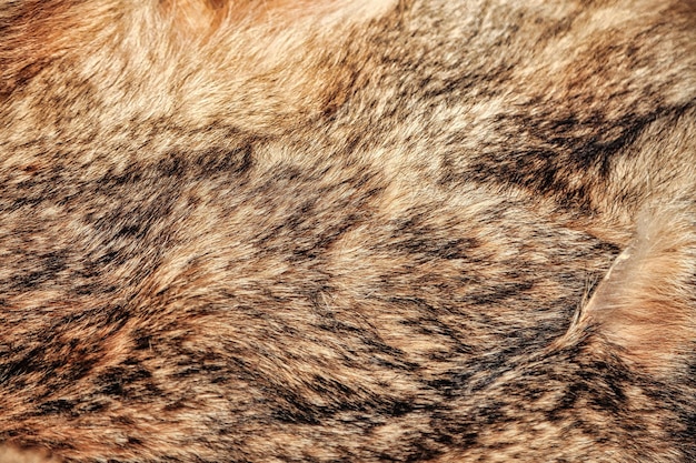 Closeup background wolfskin full frame Gray wolf fur natural skin