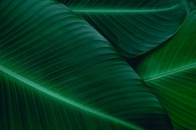 closeup banana leaf nature background