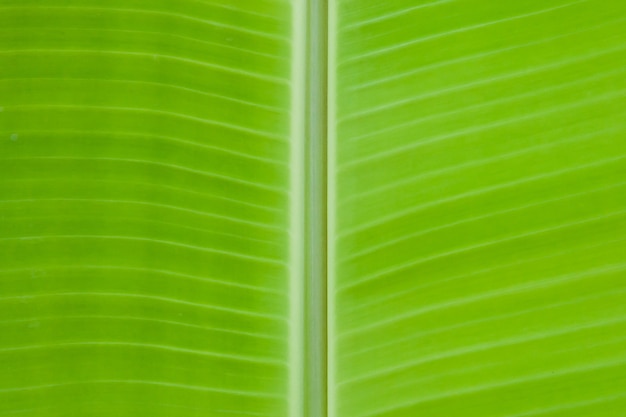 Макрофотография банановых листьев текстуры абстрактного фона