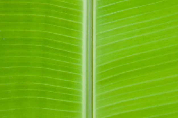 Closeup of banana leaf texture abstract background