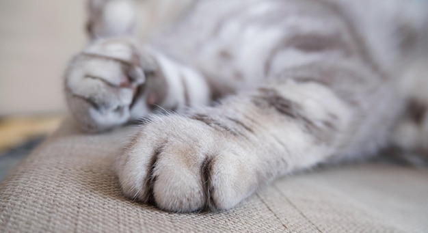 Closeup banner of fluffy paws and whisker of silver or grey Scottish fold cat High quality banner