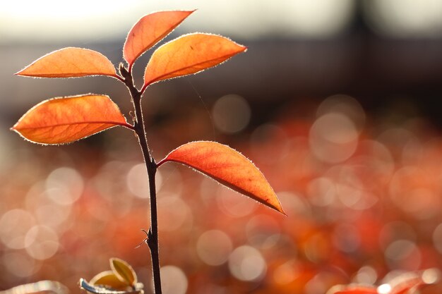 closeup of a barberry branch with red leaves in counterlight on a natural blurry autumn background