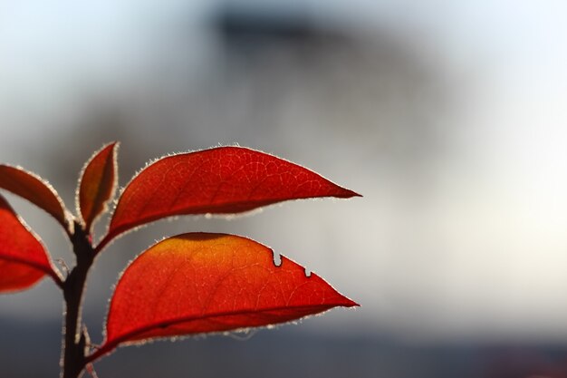 closeup of a barberry branch with red leaves in counterlight on a natural blurry autumn background