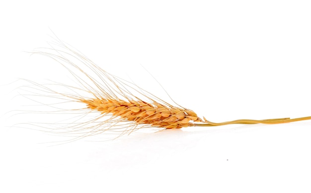 Closeup of barley ear over isolated on white background