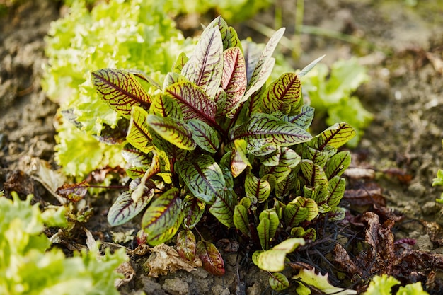 Closeup of basil leaves in a greenhouse