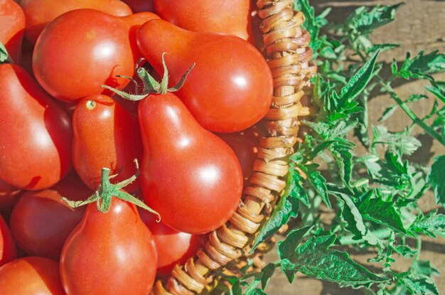 Closeup of basket with fresh red tomatoes freshly harvested tomatoes in basket red pear tomatoes in wicker basket