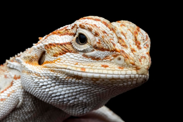 Closeup Bearded Dragon drom back view with isolated background