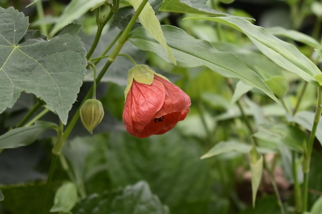 Closeup of a beautiful Abutilon flower in a garden