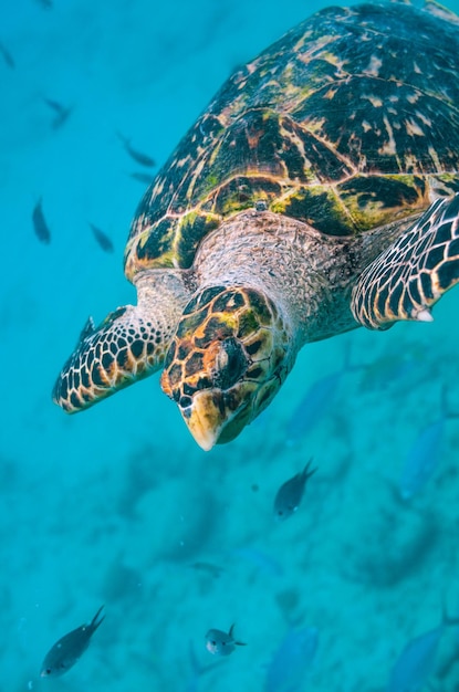 Closeup of a beautiful aquatic turtle swimming in the blue ocean