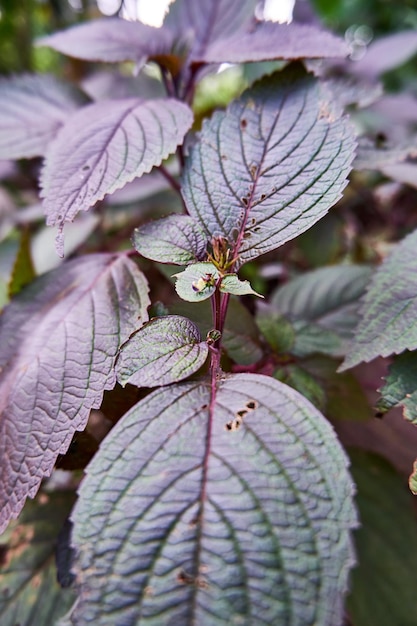 closeup beautiful beefsteak or shiso plant