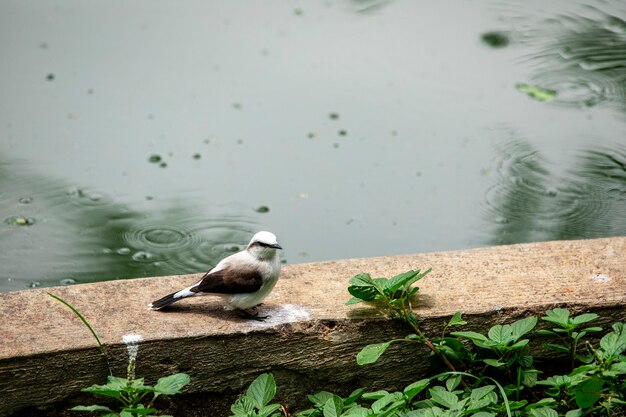 Closeup of beautiful bird Fluvicola nengeta.