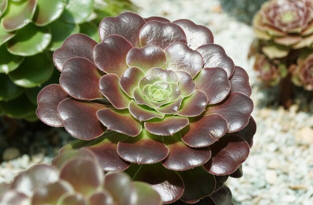 Closeup of a beautiful black Aeonium Rose a dark colored succulent