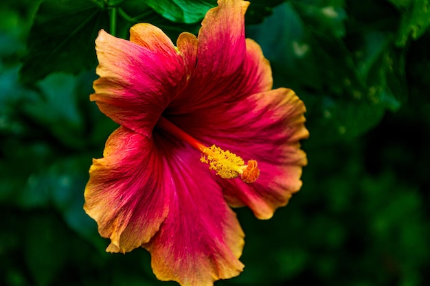 Closeup at beautiful blooming hibiscus in the garden