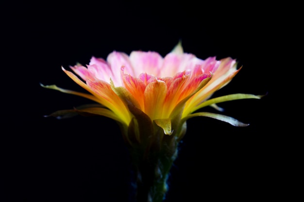 Closeup beautiful blooming Lobivia cactus flower on black 