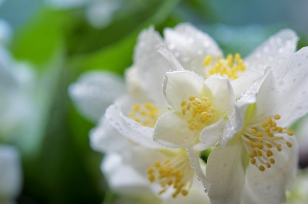 Photo closeup beautiful bouquet fresh jasmine flowers