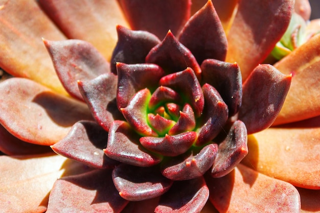 Closeup  beautiful bud of dark red succulent cactus, echeveria