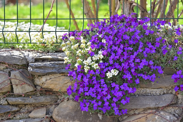 Closeup on beautiful bush of purple bell flowers blooming on a rocky wall