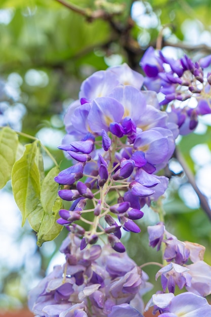 Primo piano di una bellissima cascata di fiori di glicine