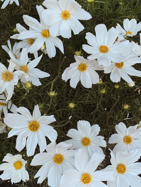 Foto primo piano di bellissimi fiori di camomilla. sfondo floreale estivo