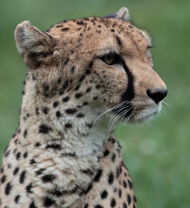 Photo 아름다운 치타 (acinonyx jubatus) 의 클로즈업