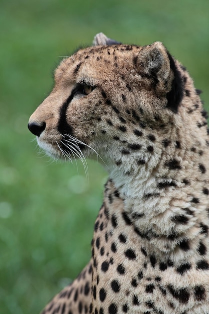 Closeup of a beautiful cheetah Acinonyx jubatusxA