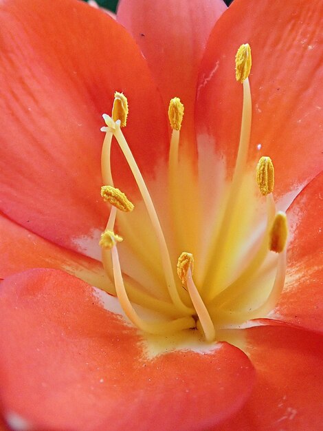 Closeup of a beautiful Clivia flower in the garden