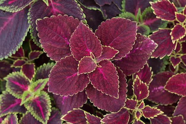 Foto closeup di belle piante di coleus vista superiore