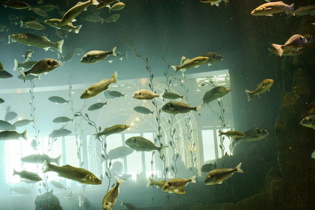 Foto primo piano bellissimi pesci colorati nuotano nell'acquario