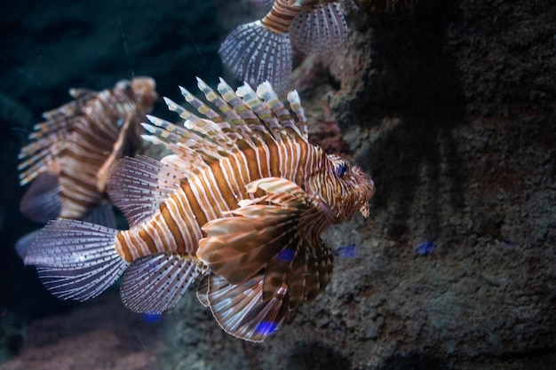 Крупным планом красивые красочные рыбы плавают в аквариуме
