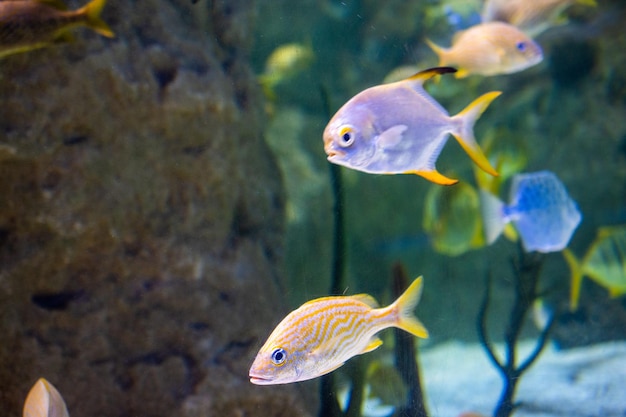 クローズアップの美しいカラフルな魚が水族館で泳いでいます