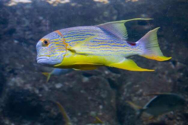 Closeup beautiful colorful fish swim in the aquarium