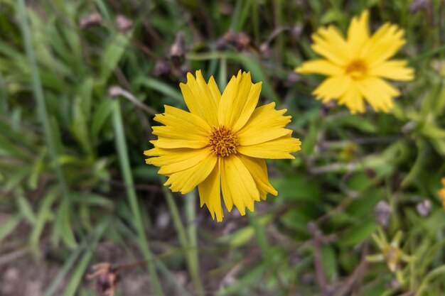 庭に咲く美しいハルシャギクの花のクローズアップ