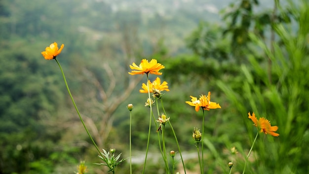 Closeup of beautiful cosmos Sulfur flower, yellow flower