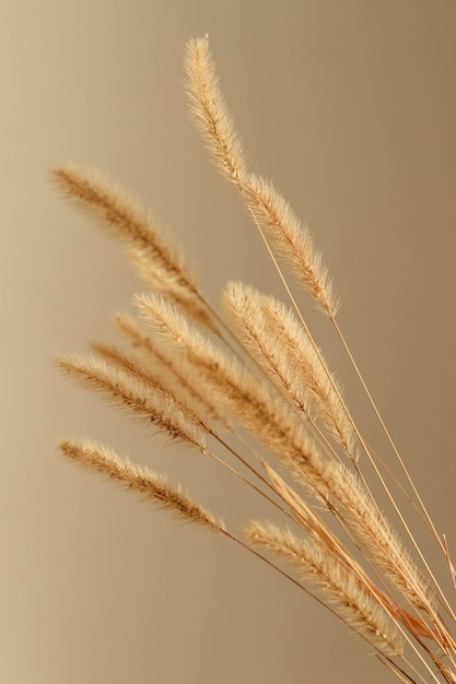 Closeup of beautiful creamy dry grass bouquet Shadows on the wall Silhouette in sun light